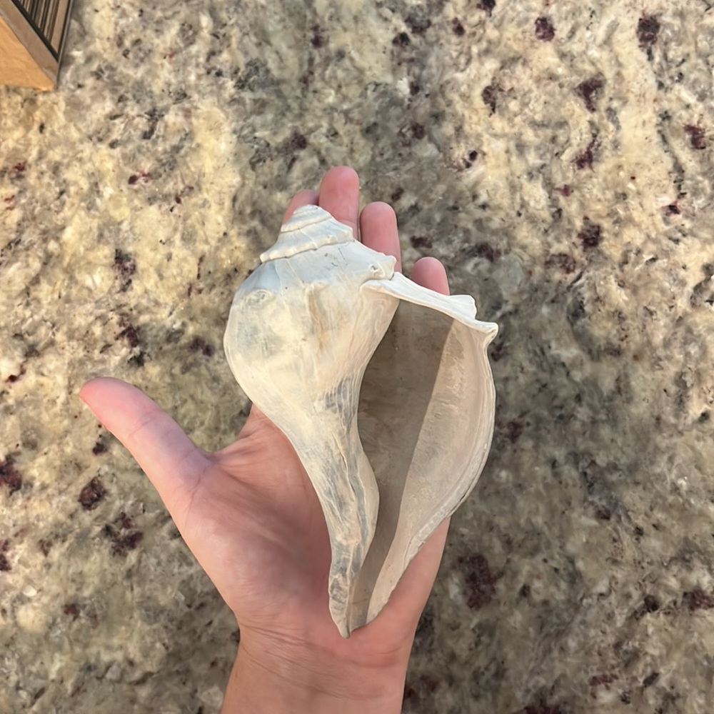 Found Conch Shell - Picture 4 of 4